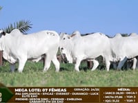 MEGA LOTE<br> Lote F75