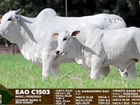 Lote F87