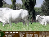 Lote F93