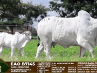 Lote F116