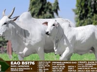 Lote F126