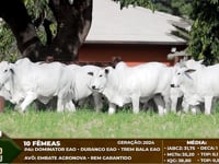 Lote F1010