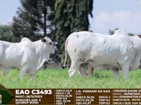 Lote F06