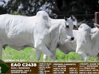 Lote F07