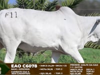 Lote F11
