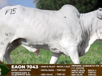 Lote F15