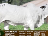 Lote F17