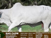 Lote F21