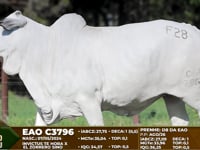 Lote F28
