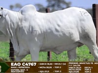 Lote F29