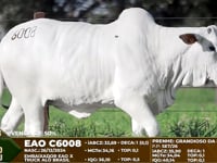 Lote 6008