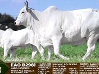 Lote 2981
