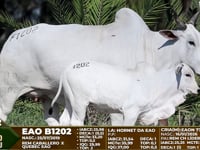 Lote F1202