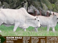 Lote F08