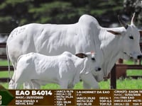 Lote F125