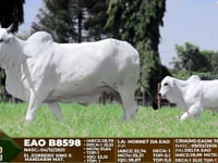 Lote F121