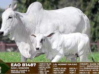 Lote F120