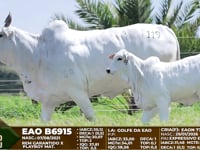Lote F119