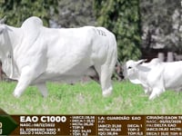 Lote F118