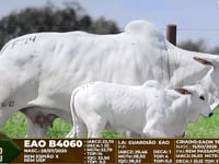 Lote F114