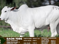 Lote F14