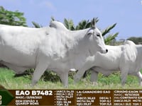 Lote F113