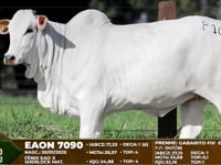 Lote F16