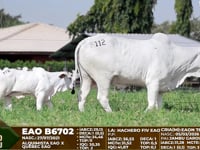 Lote F112
