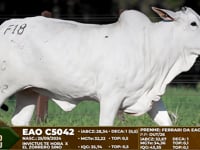 Lote F18