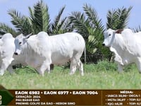 Lote F19