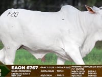 Lote F20