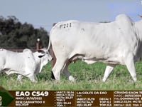 Lote F111