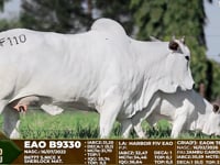 Lote F110