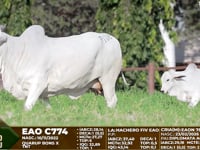 Lote F108