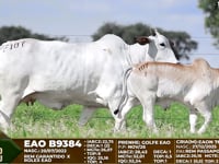 Lote F107
