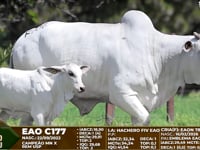 Lote F106
