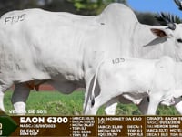 Lote F105