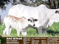 Lote F104