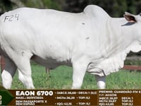 Lote F24
