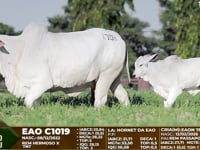 Lote F103