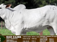 Lote F25