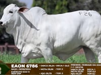 Lote F26