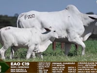 Lote F100