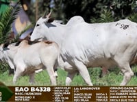 Lote F98