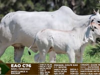 Lote F97