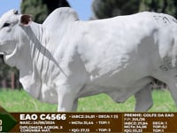 Lote F31