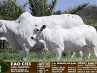 Lote F96