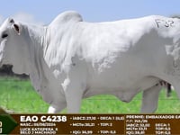 Lote F32
