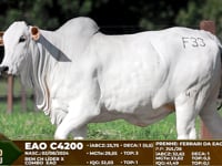 Lote F33