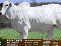 Lote F35